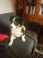 CHIOT Nala des gardiens de Lenny